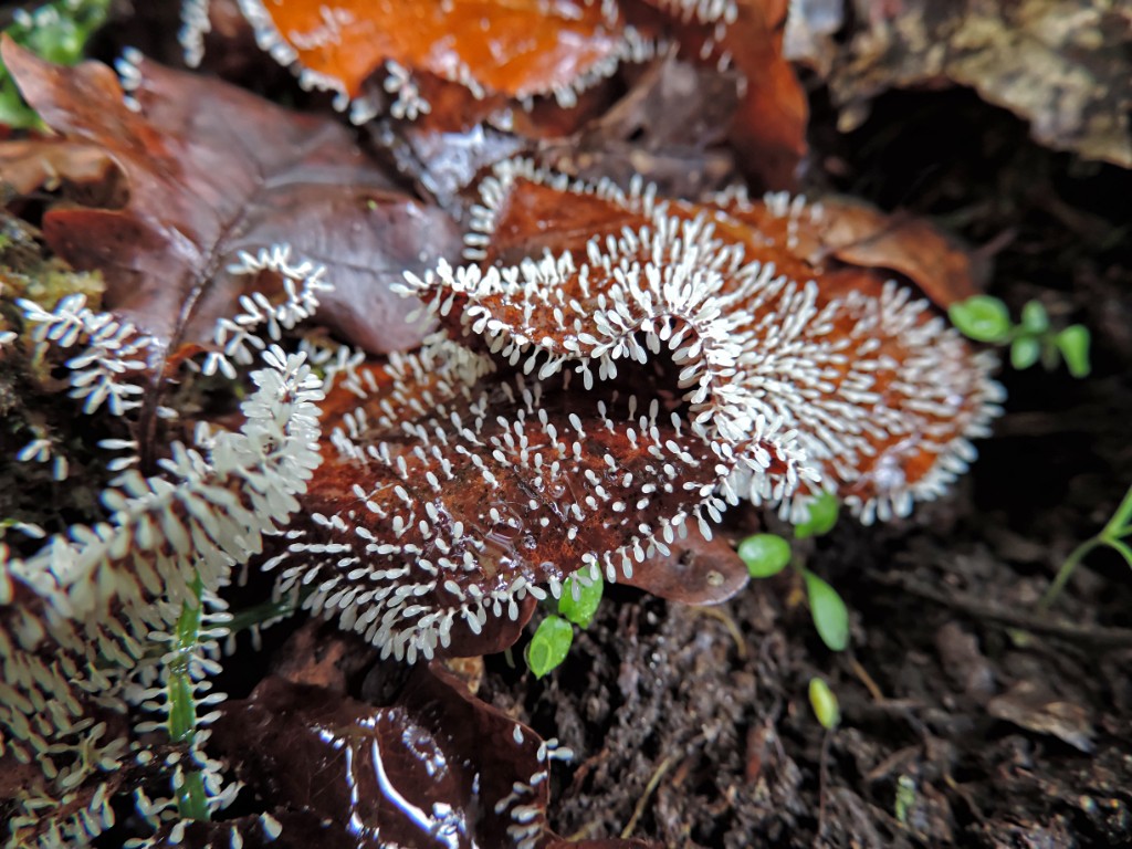 Gewoon ijsvingertje [11604] 19-okt-2014 (Bentheimerwald, Bad Bentheim).jpg - Gewoon ijsvingertje [Ceratiomyxa fruticulosa var. arbuscula]